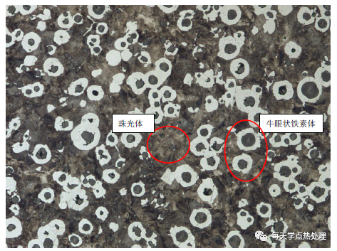 15Cr 冷挤压 芯部铁素体呈方向分布 50×